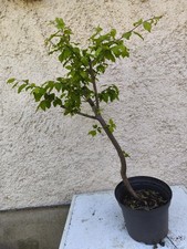 Bonsai - pré Bonsai Prunus