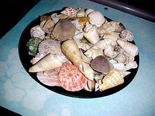 Seashells Ocean Decor Natural 1 Pound 7.8 Ounce Sz:0.50"-4.00" 4 Cup Lot 31