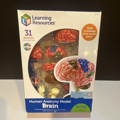 Learning Resources Human Anatomy Model Brain 31 Pieces Biological Medical Lab