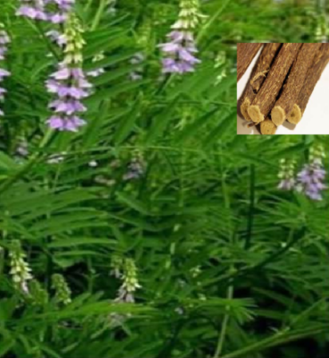Licorice - Glycyrrhiza Glabra - 40 Seeds | eBay