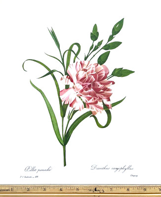 Redoute Flowers #88 DIANTHUS CORYOPHYLLUS CARNATION BOTANICAL ART BK PLATE L@@K
