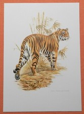 Tiger Panthera tigris Bengaltiger  Raubkatze  Farbdruck 1958 Zoologie