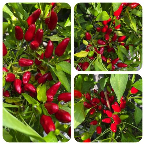 Sibirischer Hauspaprika roter Chili ideale Zimmerpflanze immer frische Chillis - Bild 1 von 8