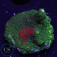 CS Grafted Digitata - WYSIWYG Live Coral