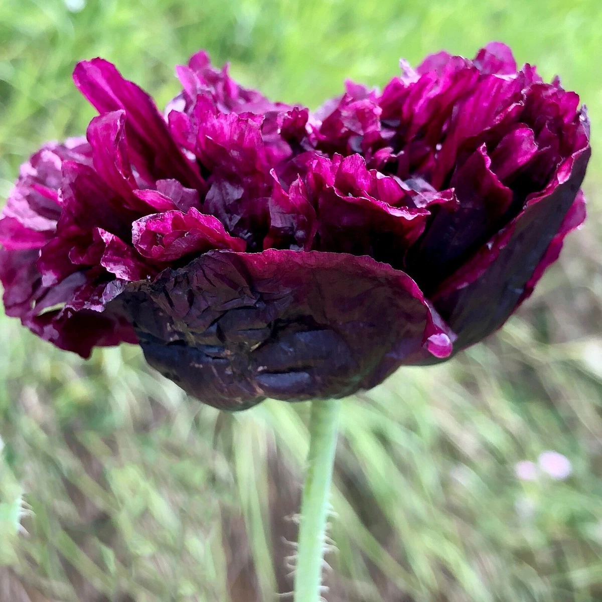 Seltene Samen in Gemsesamen online kaufen | eBay.de