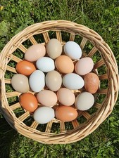 Barnyard Mix Fresh Hatching Eggs From Free Range Chickens