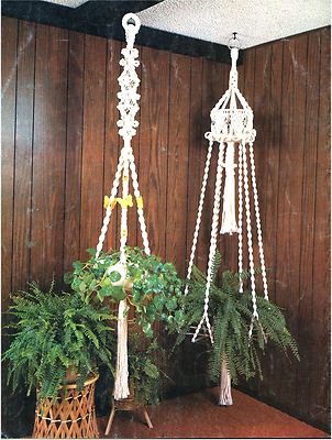 mini palm tree indoor plant Palm, Ponytail 6"  Chalet