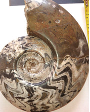 Very Rare Heteromorphe Ammonites Ptychoceras moutonianum Crioceratites matheroni