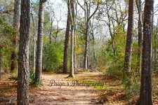 Digital image picture wallpaper tall trees with path interwoven photo by Paige