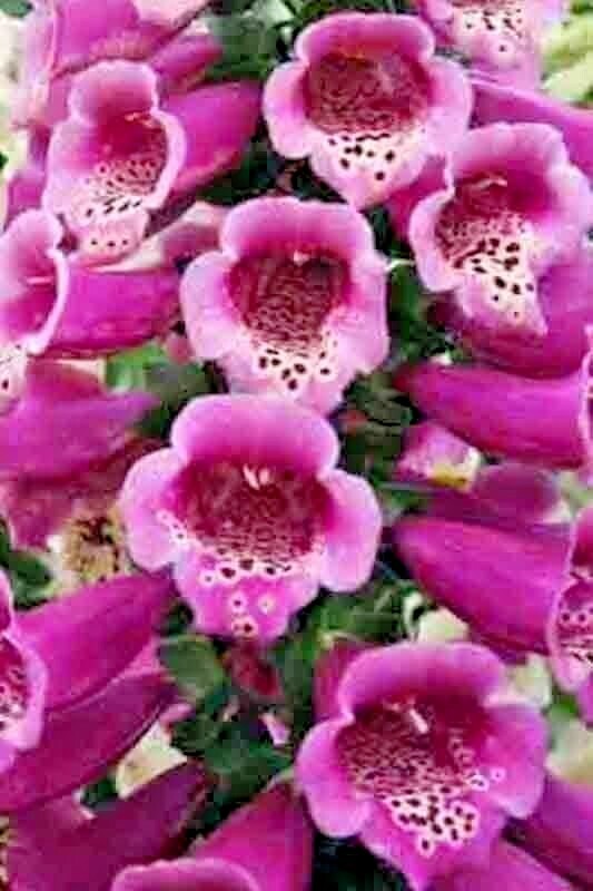 4000+ FOXGLOVE MIX SEEDS PERENNIAL FLOWERS EXCELSIOR