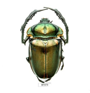 Coprophanaeus for sale | eBay