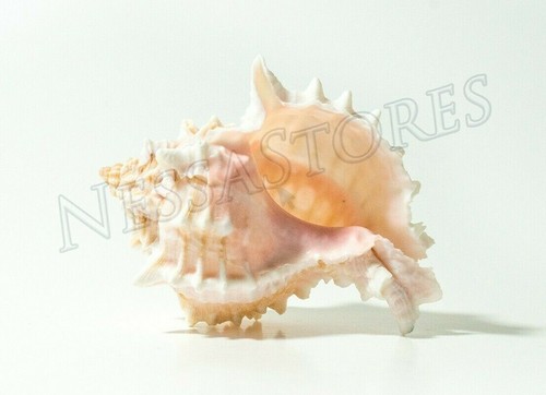 Pink Murex Phyllonotus erythrostomu Hermit Crab Sea Shell 3 1/2"-4" (1 pc)#JC-41 - Picture 1 of 5