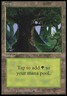 International Edition - IE Forest (282) x1 NM-Mint, English Magic Mtg M:tG