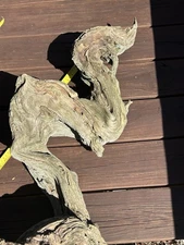 Driftwood XXL Snake/Dragon Like Curvy Long & Tall - Stunning!!!