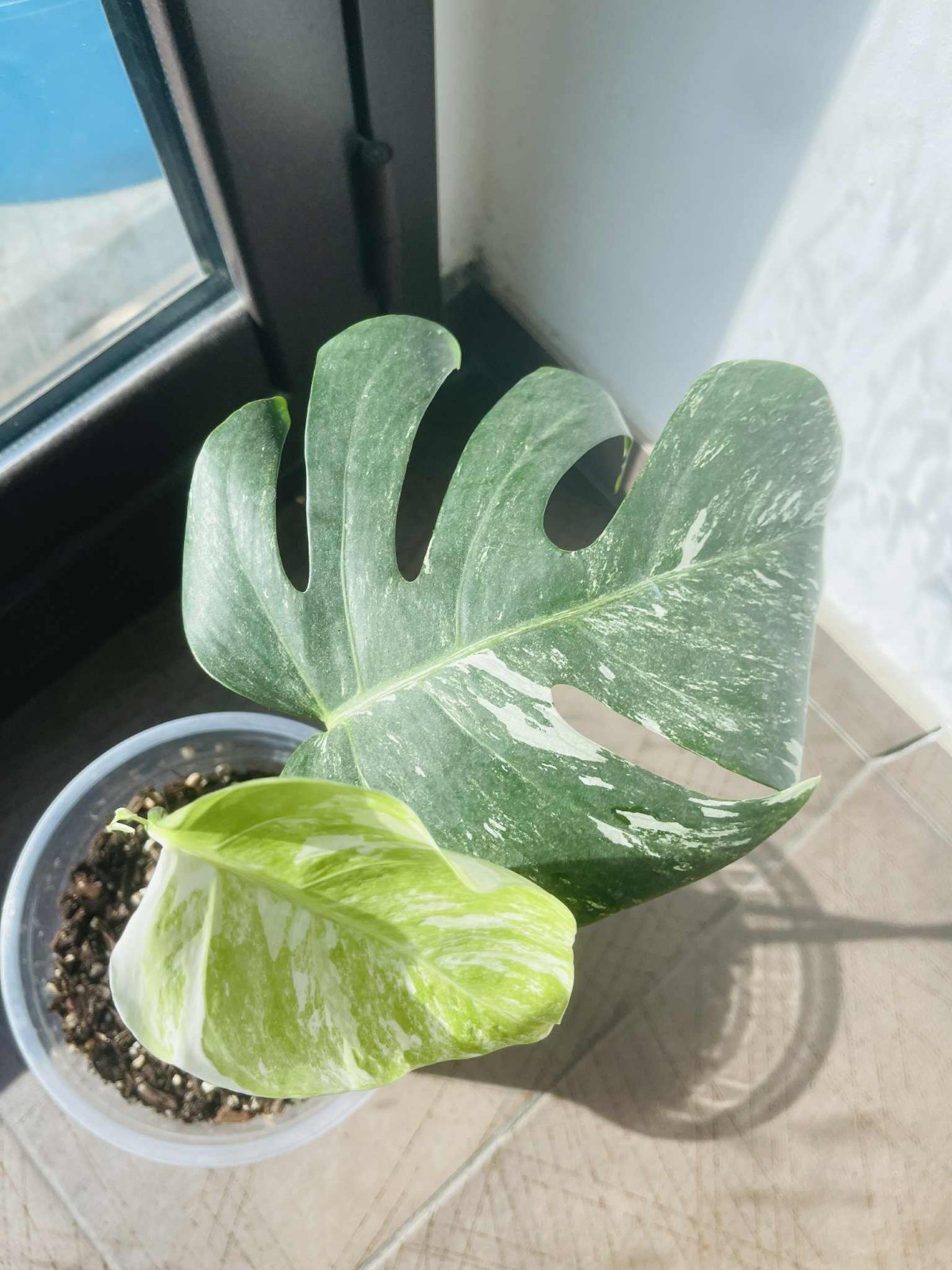 Monstera Albo Variegata plante d'intérieur panachée à 2 grandes feuilles