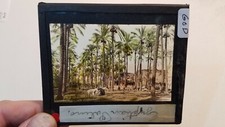 Colored Glass Magic Lantern Slide GOD LIVESTOCK EGYPTIAN CAIRO PALMS