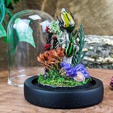 e17e 2 Colorful beetles dome display Entomology Taxidermy Oddities Curiosities