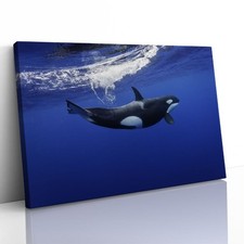Killer Whale in the Pacific New Zealand Canvas Framed Print Picture Wall Art