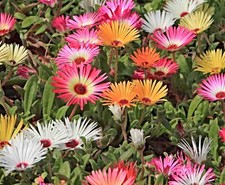 Mittagsblume Samen, Eiskrautblume, Livingstone Daisy, Dorotheanthus, Bodendecker