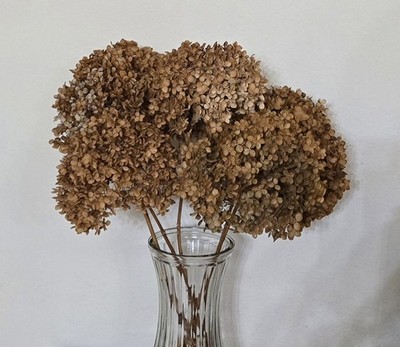 5 Dried Annabelle Hydrangea 6''-8'' Flowerheads w/ 10''-12'' Stems Brown Natural