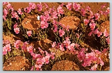 Hawaiian Vanda Orchids Postcard LC02-0143