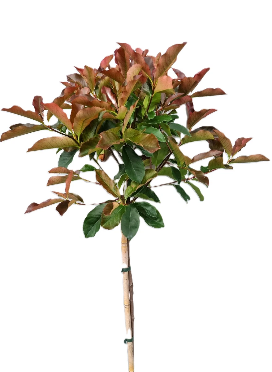 kentia palmen pflege Kentia Palme (Howea fosteriana)