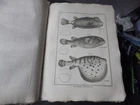 PANCKOUCKE ICHTHCHYOLOGY FISH ORIGINAL ENGRAVING FROM 1788 22 X 31 Cms