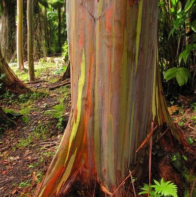 Rainbow Eucalyptus (Eucalyptus deglupta) - 1 portion of seeds