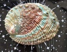 Small Abalone Shell for Smudging or Burning Incense!