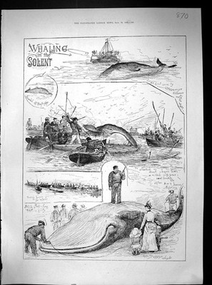 Alte 1888 Walfang Fluss Solent Jagd Wal Bensons Uhren Ludgate Victorian