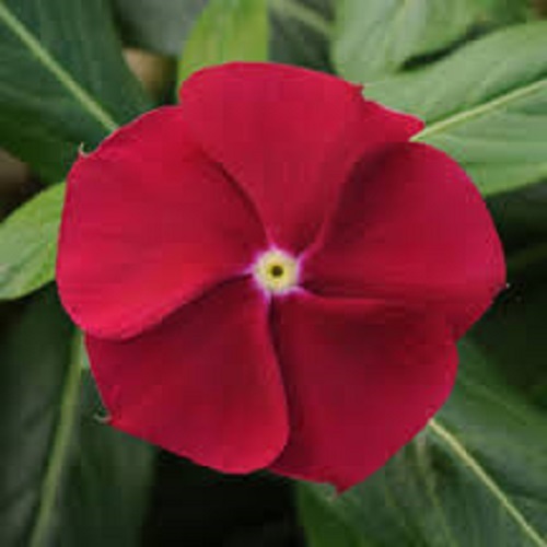40 + Aromático Arándano Vinca Semillas de Flor/Bígaro / Anual