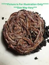 🐛Red Wiggler Compost Worms / Ready Now / Live / Free Shipping🐛