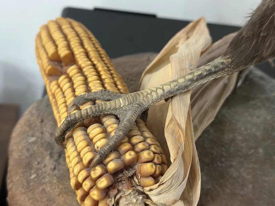 Inusual Vintage Cuello Anillo Faisán Comer Maíz con Maíz en Boca Taxidermia Montaje Foto 3 de 4