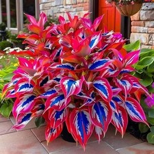 Hosta Seeds - 100 Rare White Red Hosta with Blue Variations - Perennial Plants