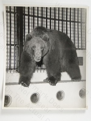 Kodiak Bären Zoo Gehege Käfig Fuchs Fotos 1961 Vintage Photo
