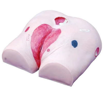 #ad #ad Decubitus Ulcer Care Model Pressure Sore Wound Nursing Medical Trainer $499.00