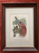 Framed bird of paradise illustration Paradisea decora