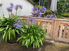 AGAPANTHUS Jewel Lily Large Specimen