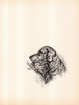 1937 Antique Chesapeake Bay Retriever Print Wall Art Decor Lucy Dawson Art 6717Q