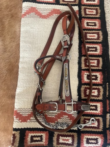 western show halter horse