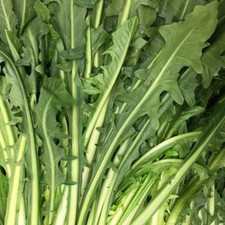 Catalogna Emerald Endive Seeds 300+ Vegetable Garden NON-GMO USA FREE SHIPPING