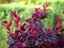 COTINUS COGGYGRIA Tree of Fog Height 15-20 cm