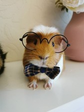 Stylish Cat Kitten Guinea Pig Collar Bowtie Fashion Bow Tie Pet Outfit Small Do