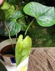 Philodendron Sodiroi Plant in 5" Pot 6" Tall 11" Wide — photo 4