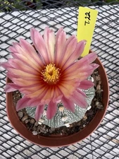 Astrophytum Asterias Cactus Large 6” Pot BEAUTIFUL  🌺