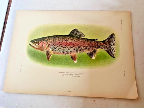 Antique Lithographic Print Kern river trout Fishes 1905 Charles Hudson 7x10