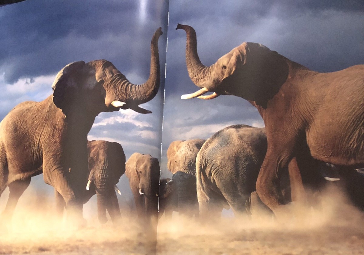 「elephant」Steve bloom Elephant by Steve Bloom | Goodreads