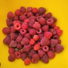 10 Easy Harvest Thornless Red Raspberries Joan J Fruit From