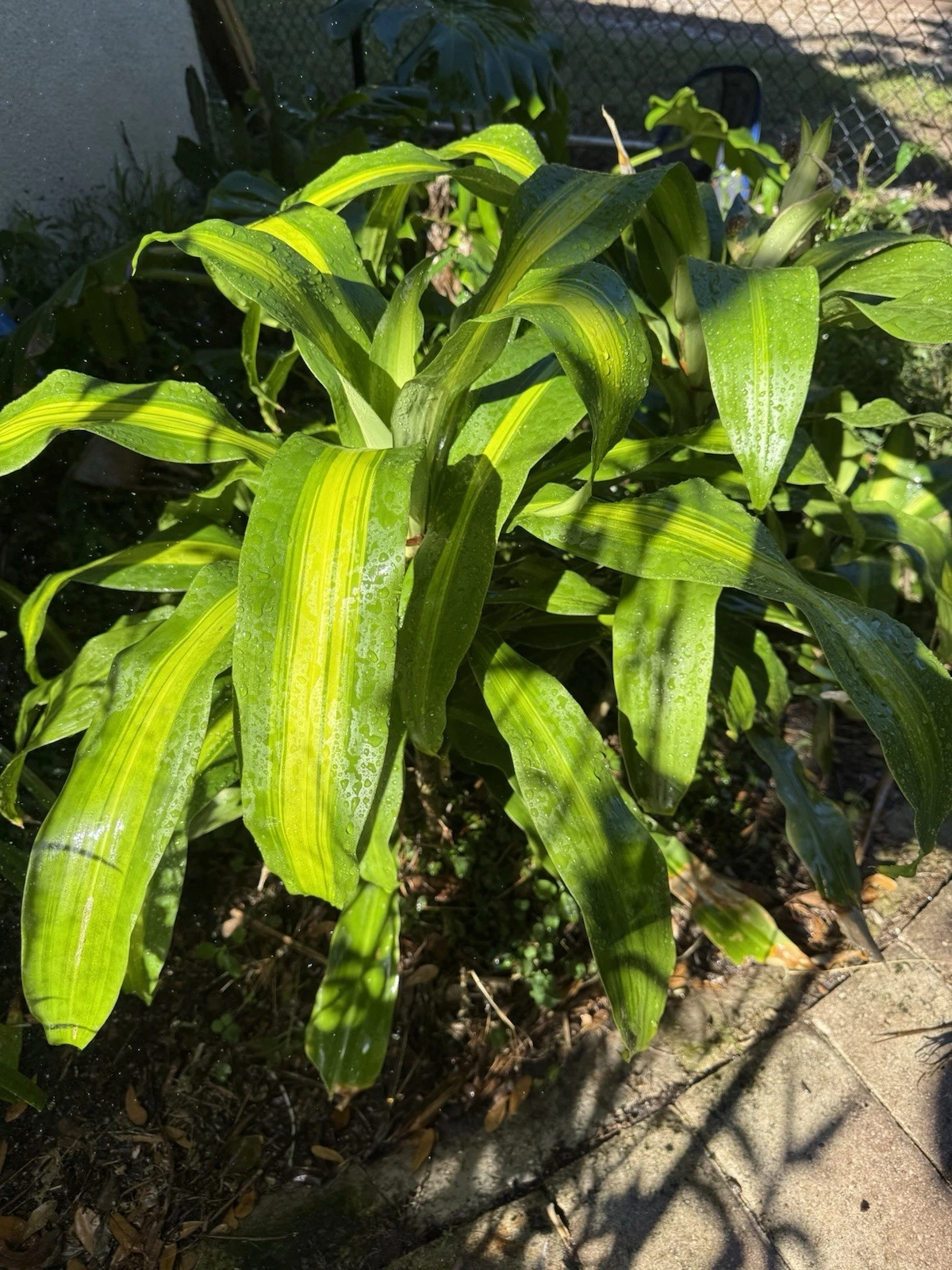 Dracanea fragrant Plant