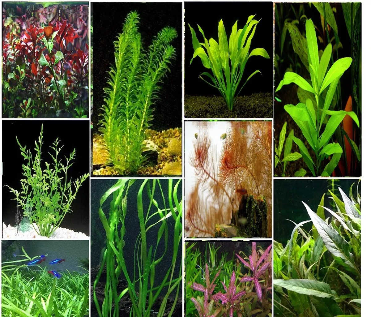 AQUARIUM LIVE PLANTS bunch - 10, 25, 50 aquatic fish tank plant tropical  bunched